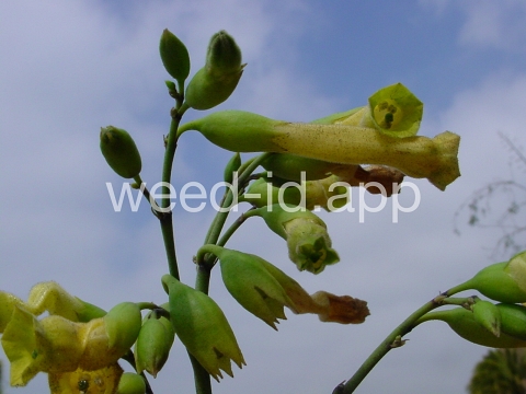 tobacco, tree